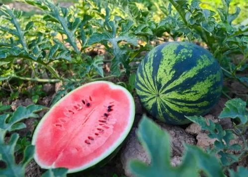 吃瓜永年,揭秘当地美食文化之旅 第3张 吃瓜永年,揭秘当地美食文化之旅 第3张